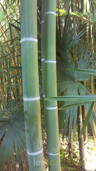 20200822 Phyllostachys Viridis Houzeau Anduze (9)