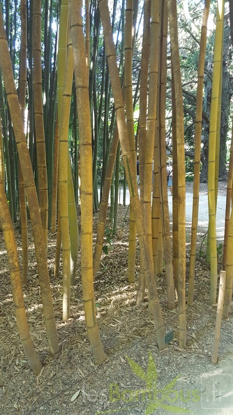 20200822 Phyllostachys Viridis 'Sulphurea' 'Robert Young' Anduze (1)