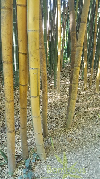 20200822 Phyllostachys Viridis 'Sulphurea' 'Robert Young' Anduze (2)