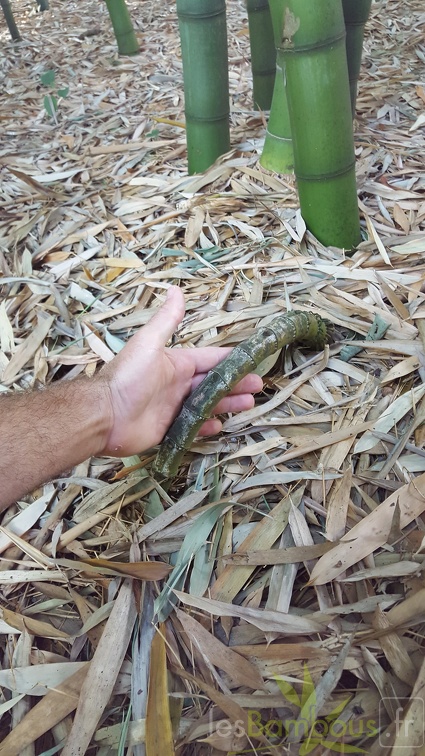 20200703 Phyllostachys Vivax Planbuisson (2)