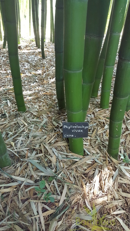 20200703 Phyllostachys Vivax Planbuisson (3)