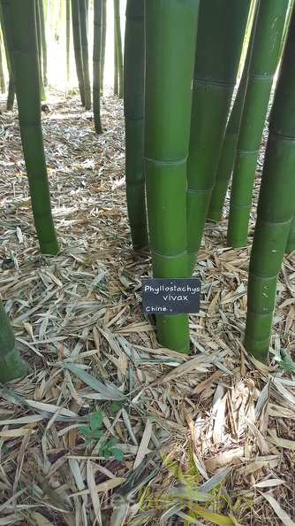 20200703 Phyllostachys Vivax Planbuisson (3)