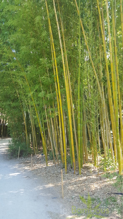 20200822 Phyllostachys Vivax Anduze (1)