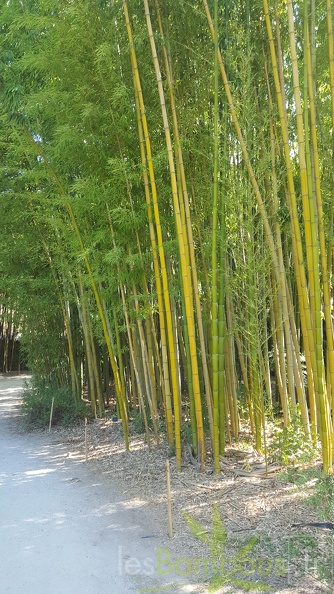 20200822 Phyllostachys Vivax Anduze (1)