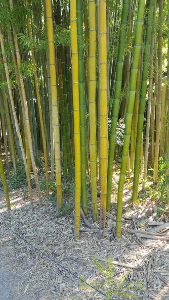 20200822 Phyllostachys Vivax Anduze (2)