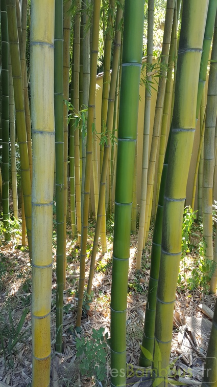 20200822 Phyllostachys Vivax Anduze (3)