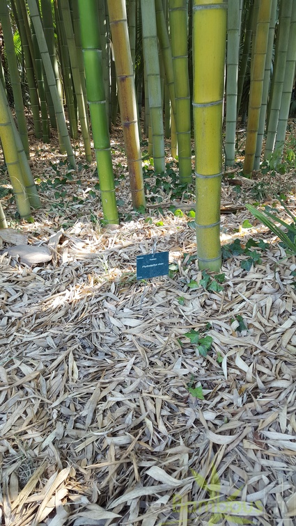 20200822 Phyllostachys Vivax Anduze (4)