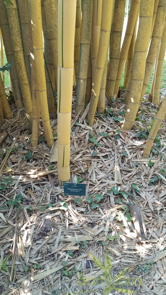 20200822 Phyllostachys Vivax 'Aureocaulis' Anduze (5)