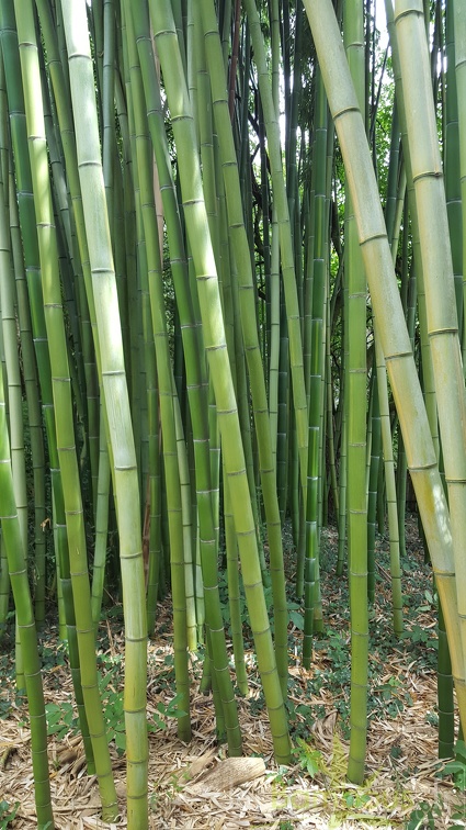 20200703 Phyllostachys Vivax 'Huangwenzhu' Planbuisson (1)