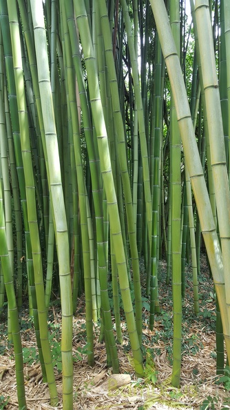 20200703 Phyllostachys Vivax 'Huangwenzhu' Planbuisson (1)
