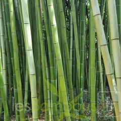 20200703 Phyllostachys Vivax 'Huangwenzhu' Planbuisson (1)