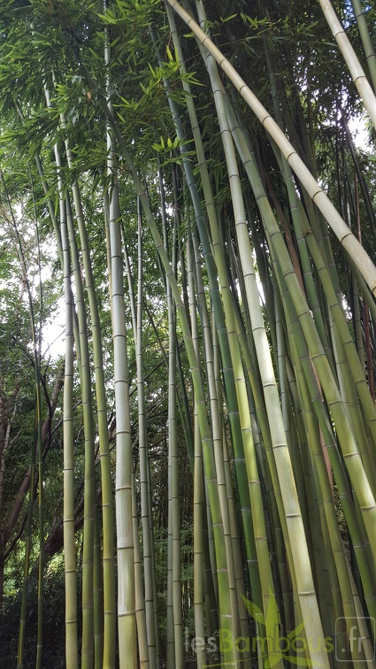 20200703 Phyllostachys Vivax 'Huangwenzhu' Planbuisson (2)