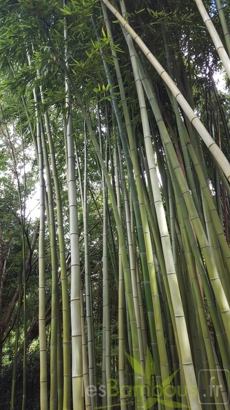 20200703 Phyllostachys Vivax 'Huangwenzhu' Planbuisson (2)