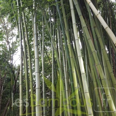 20200703 Phyllostachys Vivax 'Huangwenzhu' Planbuisson (2)