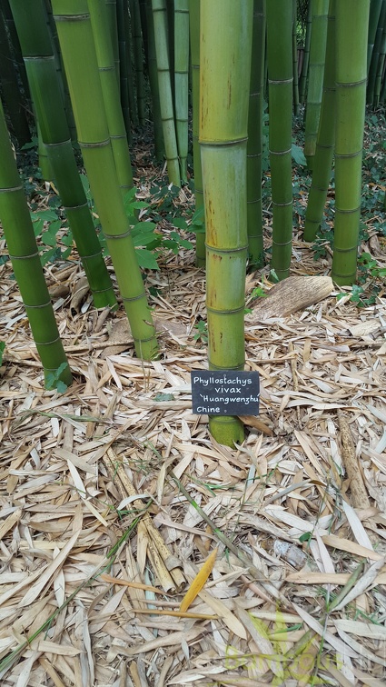 20200703 Phyllostachys Vivax 'Huangwenzhu' Planbuisson (3)