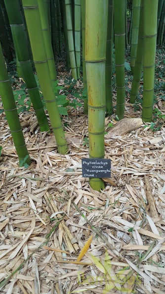 20200703 Phyllostachys Vivax 'Huangwenzhu' Planbuisson (3)