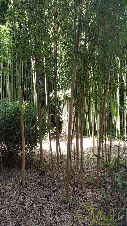 20200703 Phyllostachys Vivax 'huangwhenzu Inversa' Planbuisson (1)
