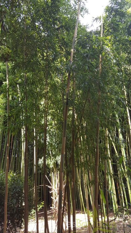 20200703 Phyllostachys Vivax 'huangwhenzu Inversa' Planbuisson (2)