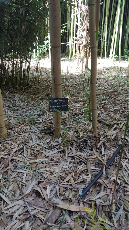 20200703 Phyllostachys Vivax 'huangwhenzu Inversa' Planbuisson (3)