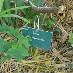 20200822 Pleioblastus Chino Anduze (4)