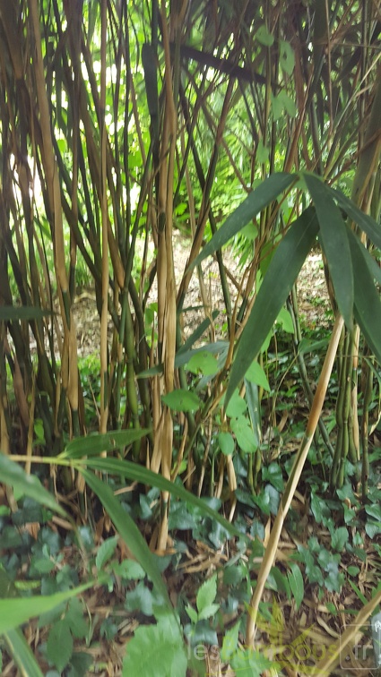 20200703 Pseudosasa Japonica 'Tsutsumiana' Planbuisson (1)
