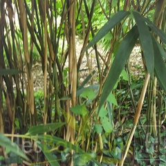 20200703 Pseudosasa Japonica 'Tsutsumiana' Planbuisson (1)
