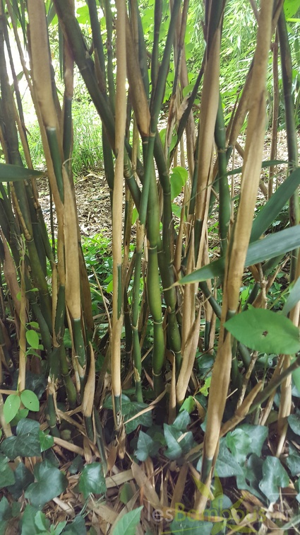 20200703 Pseudosasa Japonica 'Tsutsumiana' Planbuisson (2)