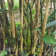 20200703 Pseudosasa Japonica 'Tsutsumiana' Planbuisson (2)