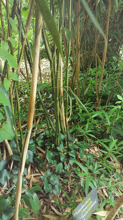 20200703 Pseudosasa Japonica 'Tsutsumiana' Planbuisson (3)