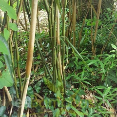 20200703 Pseudosasa Japonica 'Tsutsumiana' Planbuisson (3)