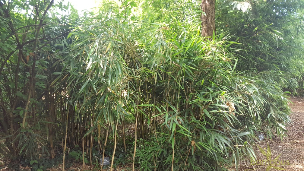 20200703 Pseudosasa Japonica 'Tsutsumiana' Planbuisson (4)