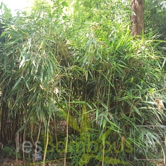 20200703 Pseudosasa Japonica 'Tsutsumiana' Planbuisson (4)