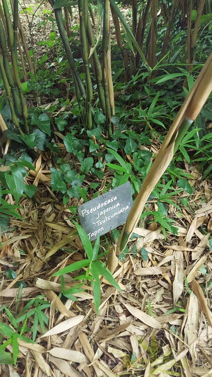 20200703 Pseudosasa Japonica 'Tsutsumiana' Planbuisson (5)