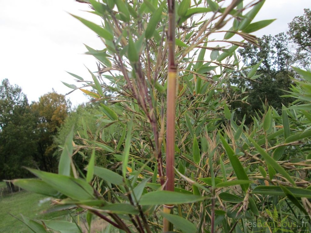 Praecox viridisulcata