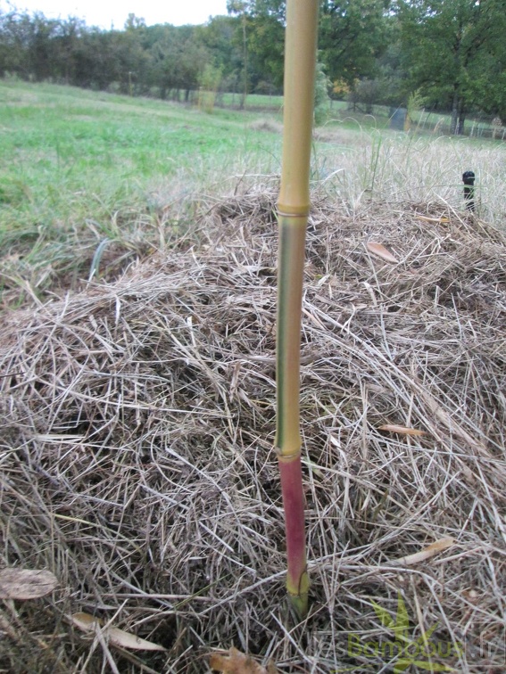 Praecox viridisulcata