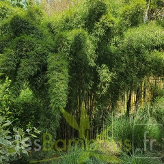20200703 Yushania Boliana Planbuisson (1)