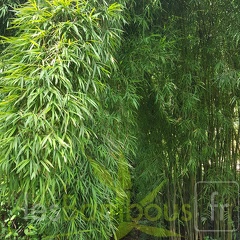 20200703 Yushania Boliana Planbuisson (2)