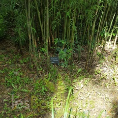 20200703 Yushania Boliana Planbuisson (3)