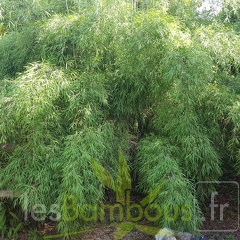 20200703 Yushania Velutina Planbuisson (1)