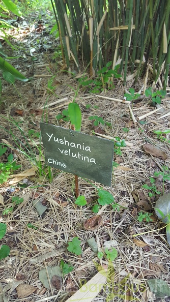20200703 Yushania Velutina Planbuisson (2)