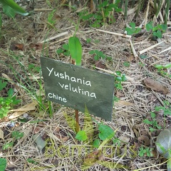 20200703 Yushania Velutina Planbuisson (2)