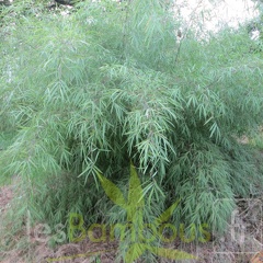 yushanian velutina