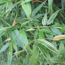 Bambusoides Albovariegata