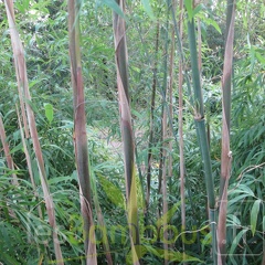 Yushania Boliana