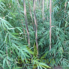 Yushania Boliana