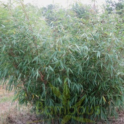 robusta