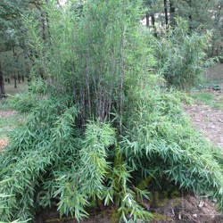 nitida