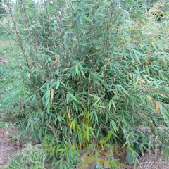 Fargesia nitida Obelisk