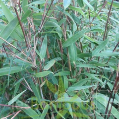 Fargesia nitida Obelisk