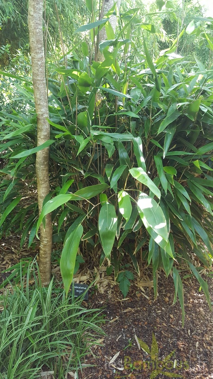 20200703 Indocalamus Migoï Planbuisson (1)